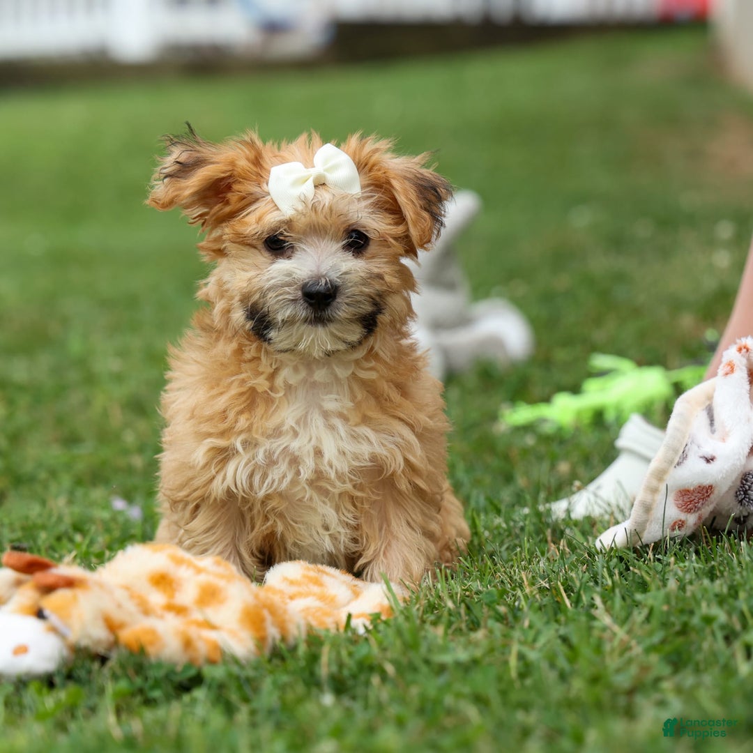 Yochon dogs for sale: Torin - Image 11