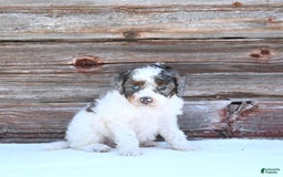 Miniature Poodle dogs for sale: Mac - Image 8