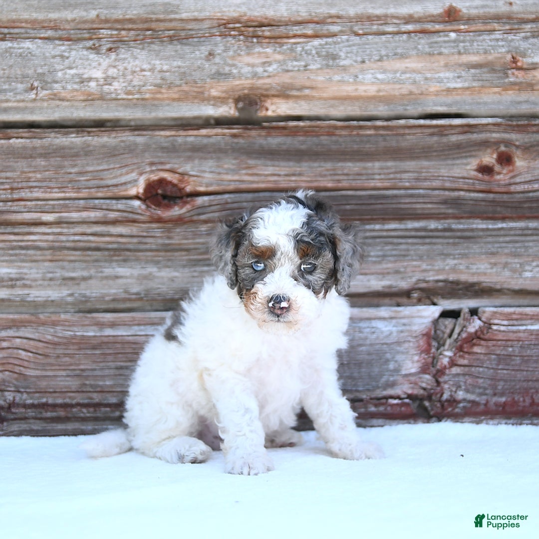 Miniature Poodle dogs for sale: Mac - Image 8