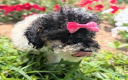 Toy Poodle dogs for sale: Toy Poodle 4 puppies - Image 24