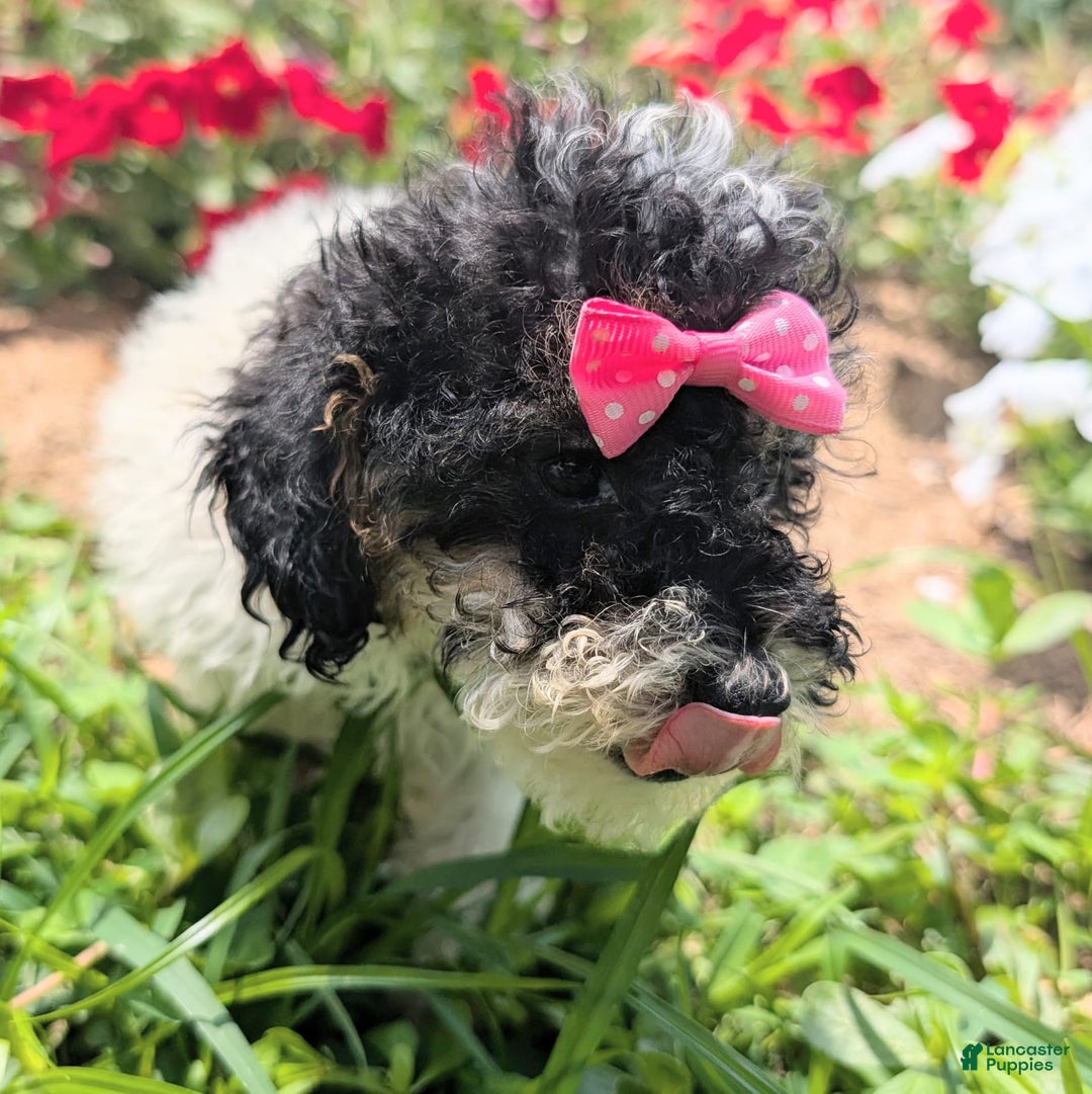 Toy Poodle dogs for sale: Toy Poodle 4 puppies - Image 24