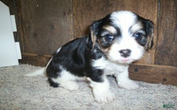 Cavachon dogs for sale: Peanut - Image 8