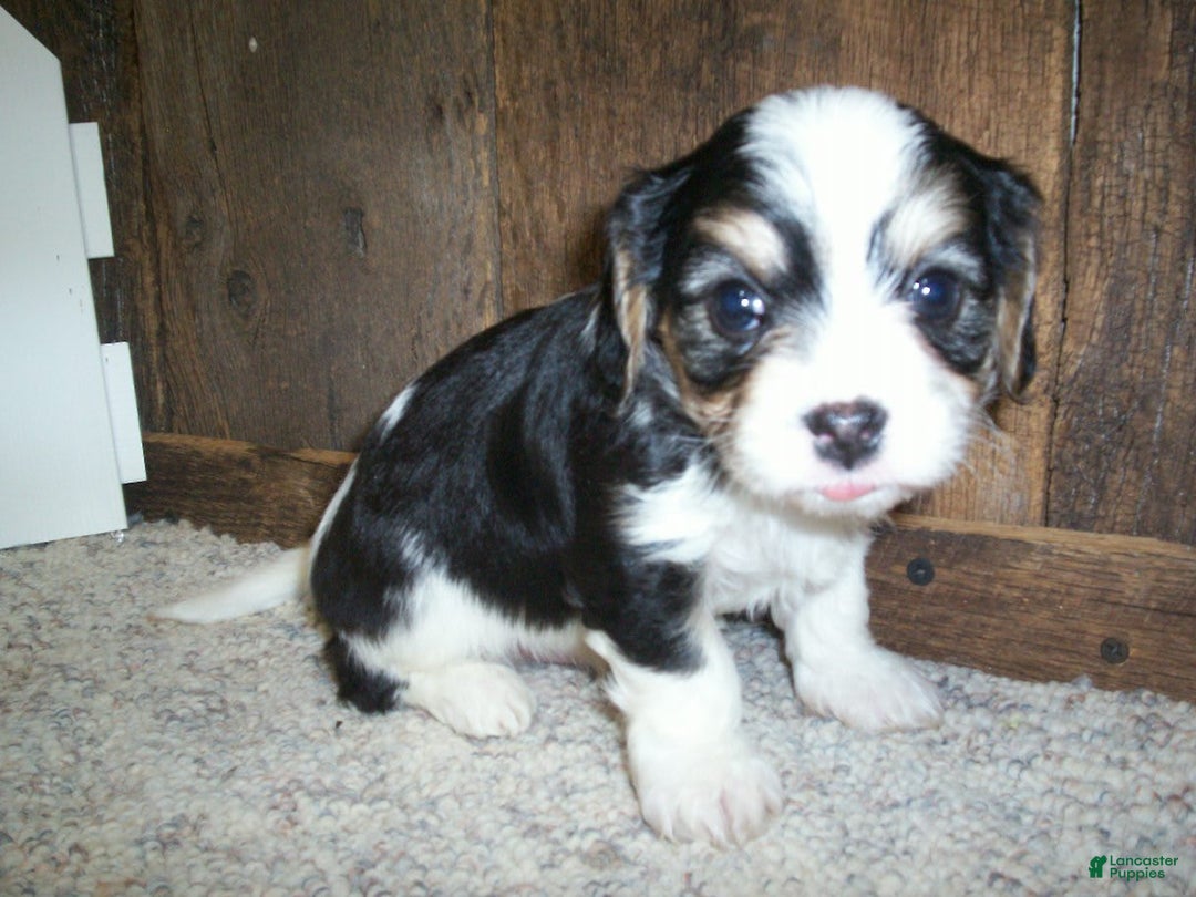 Cavachon dogs for sale: Peanut - Image 8