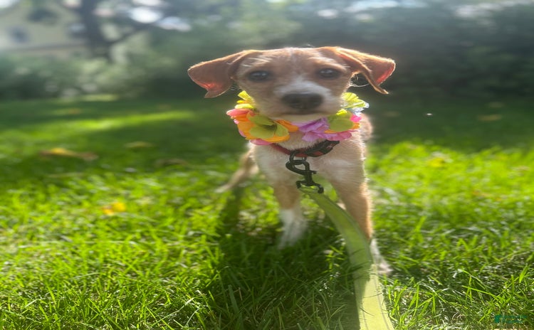 Jackapoo dogs for sale - Ad 3