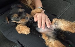Yorkshire Terrier dogs for sale: Female / Yellow Collar - Image 1