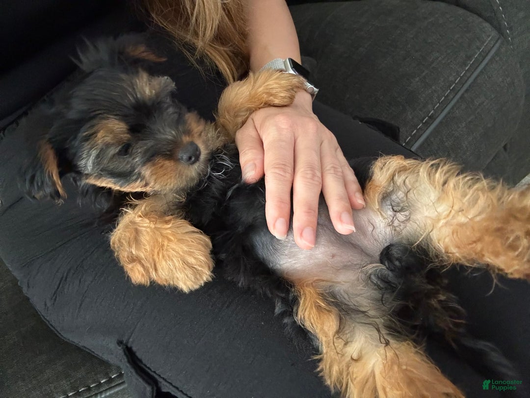 Yorkshire Terrier dogs for sale: Female / Yellow Collar - Image 1