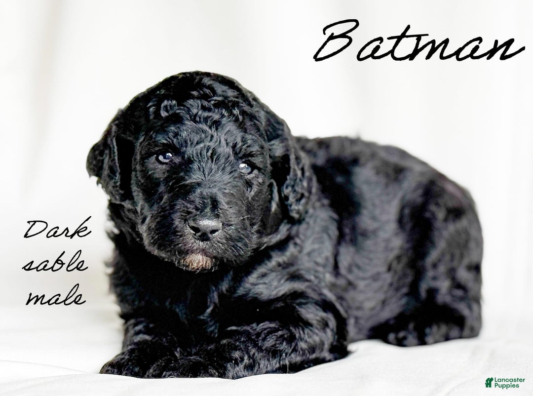 Standard Poodle dogs for sale: Batman - Image 2