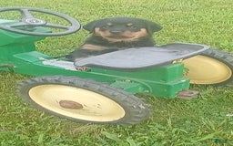 Rottweiler dogs for sale: Lilly - Image 5