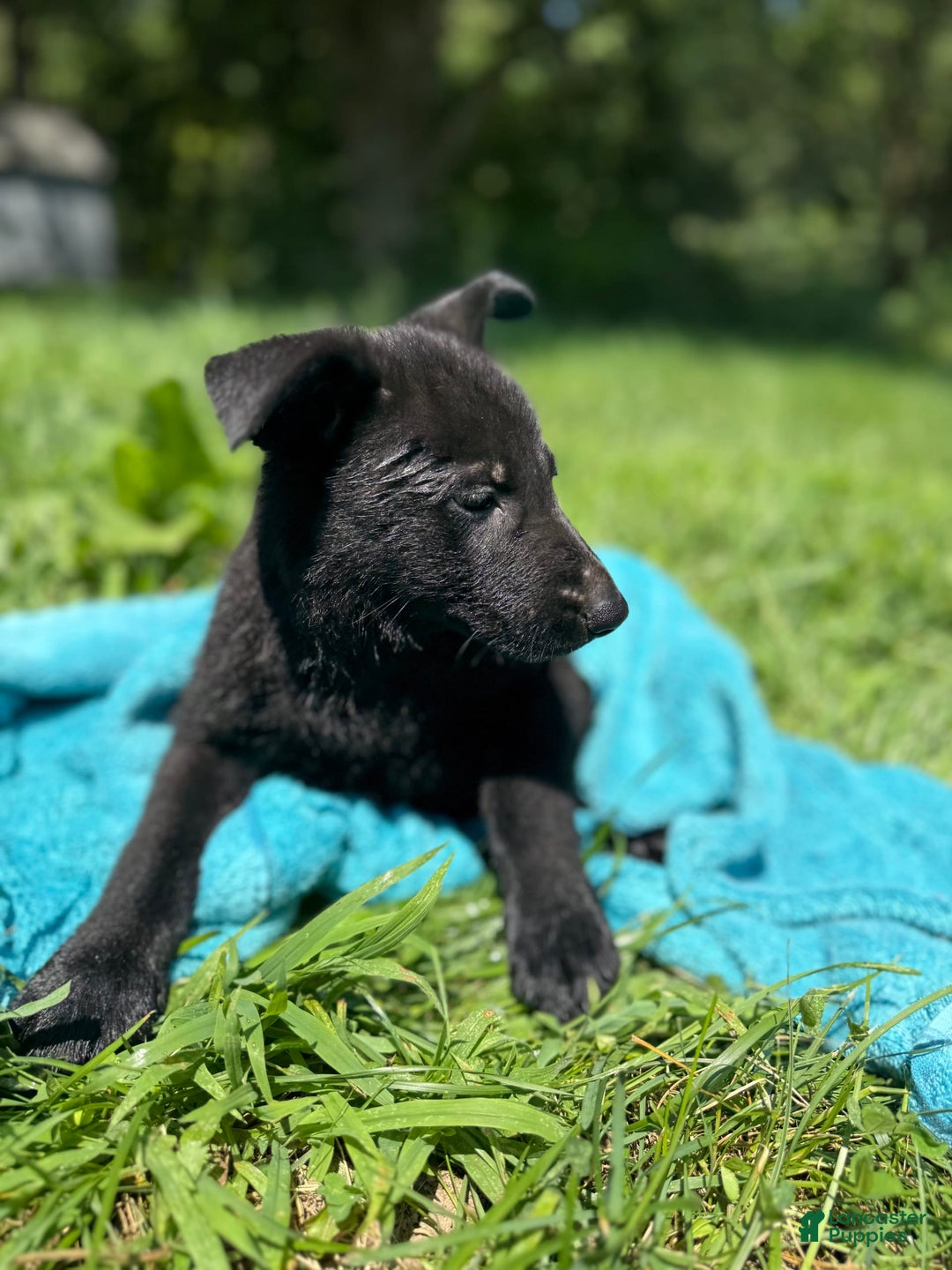 German Shepherd dogs for sale: Big Black - Image 1