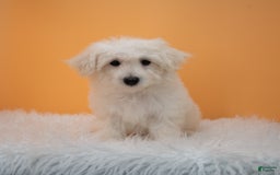 Maltipoo dogs for sale: Felicity - Image 12