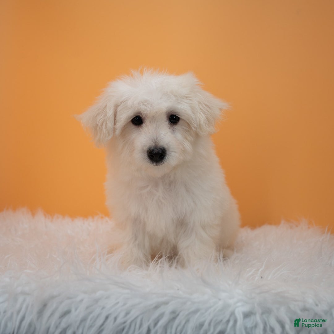 Maltipoo dogs for sale: Felicity - Image 12