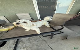 Pomeranian dogs for sale: Tank - Image 3