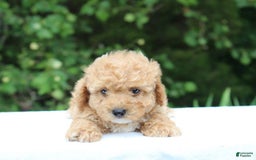 Miniature Poodle dogs for sale: Andre - Image 7