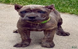 Cane Corso dogs for sale: Becca - Image 4