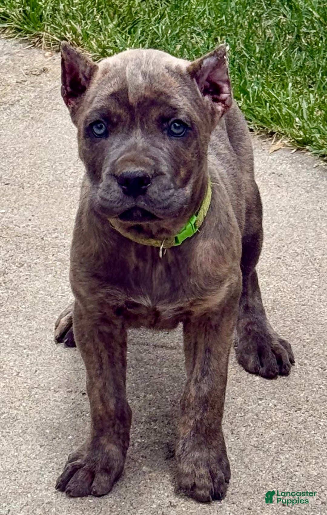 Cane Corso dogs for sale: Becca - Image 4