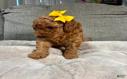 Mini Goldendoodle dogs for sale: Marigold - Image 2