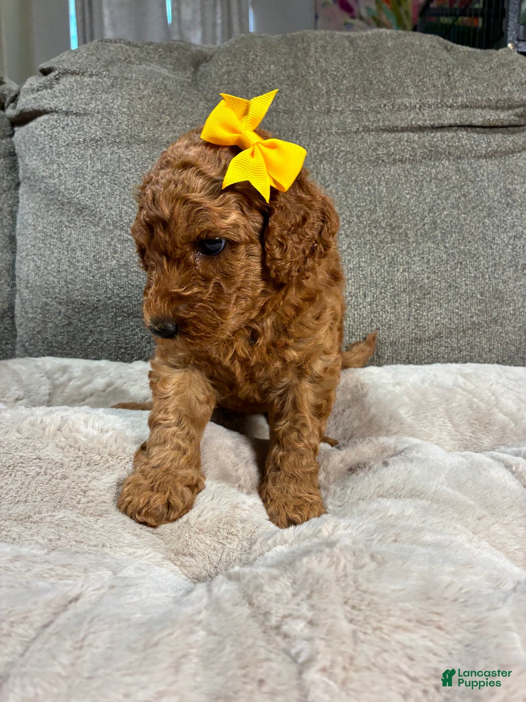 Mini Goldendoodle dogs for sale: Marigold - Image 2