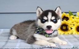 Siberian Husky dogs for sale: Conner - Image 2