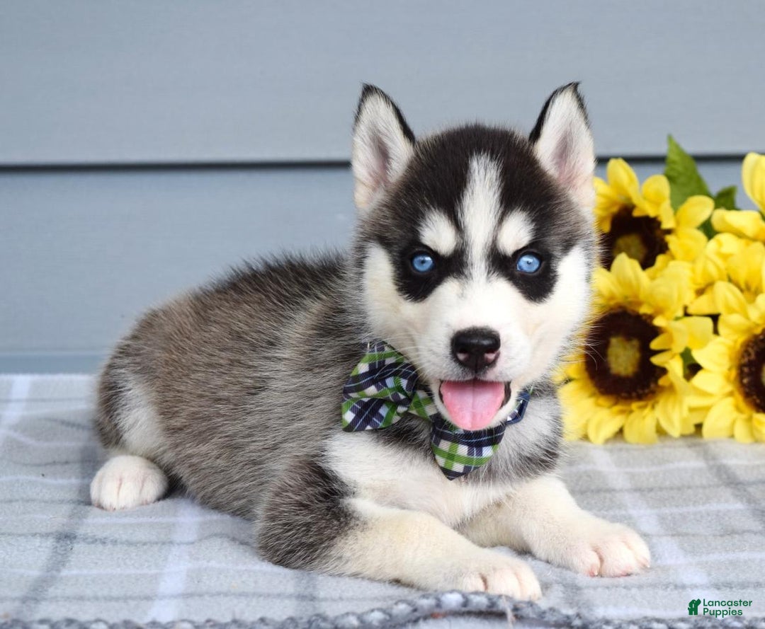 Siberian Husky dogs for sale: Conner - Image 2