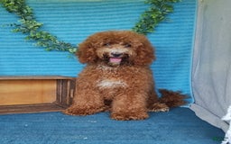 Miniature Poodle dogs for sale: Dakato - Image 10