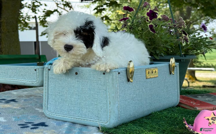 Toy Poodle dogs for sale - Ad 2