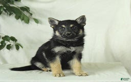 Gerberian Shepsky dogs for sale: Marigold - Image 5