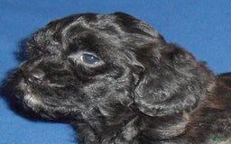 Shihpoo dogs for sale: Shih-Poo 4 puppies - Image 5