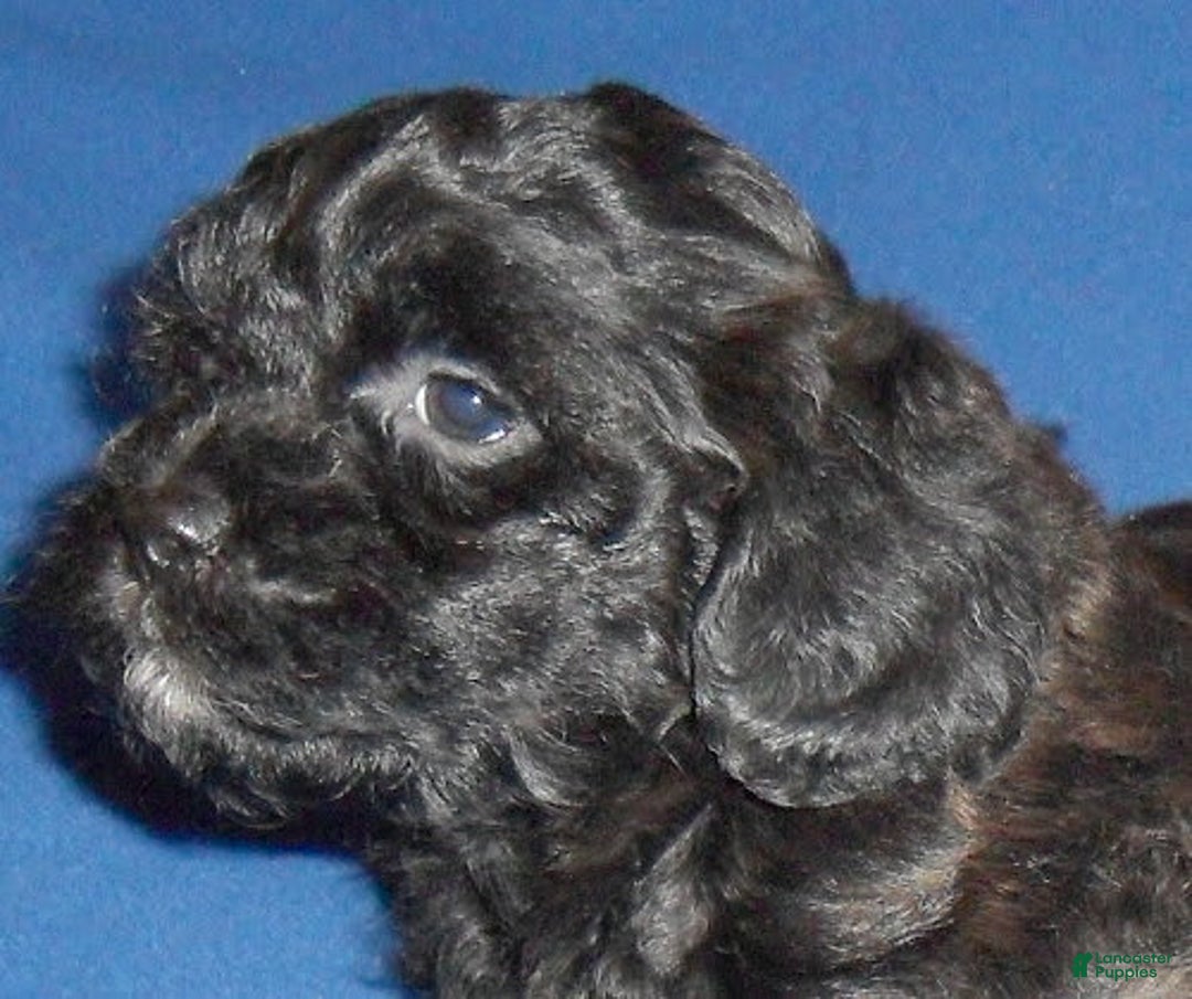 Shihpoo dogs for sale: Shih-Poo 4 puppies - Image 5