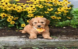 Mini Goldendoodle dogs for sale: Little Red - Image 2