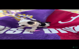 French Bulldog dogs for sale: Mini Vinnie - Image 1
