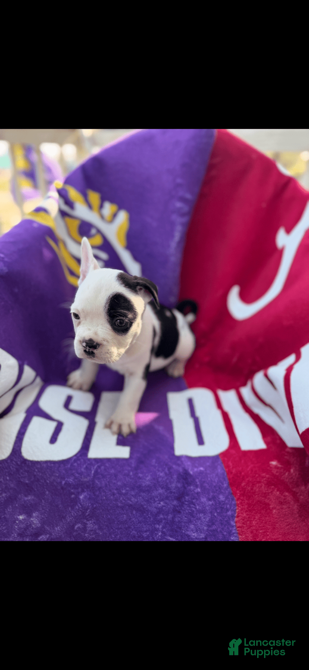 French Bulldog dogs for sale: Mini Vinnie - Image 1