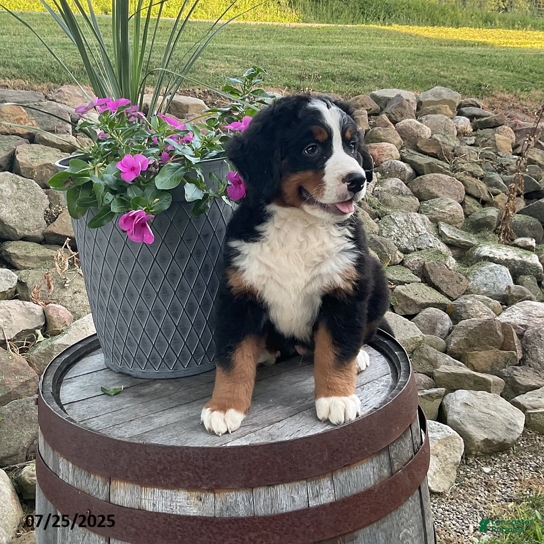 Bernese Mountain Dog dogs for sale: Bernese Mountain Dog 3 puppies - Image 8