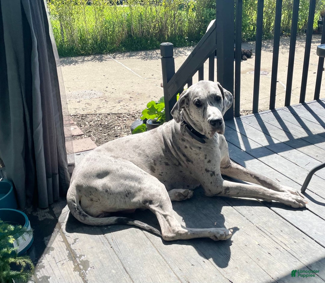 Great Dane dogs for sale: Pirate - Image 7