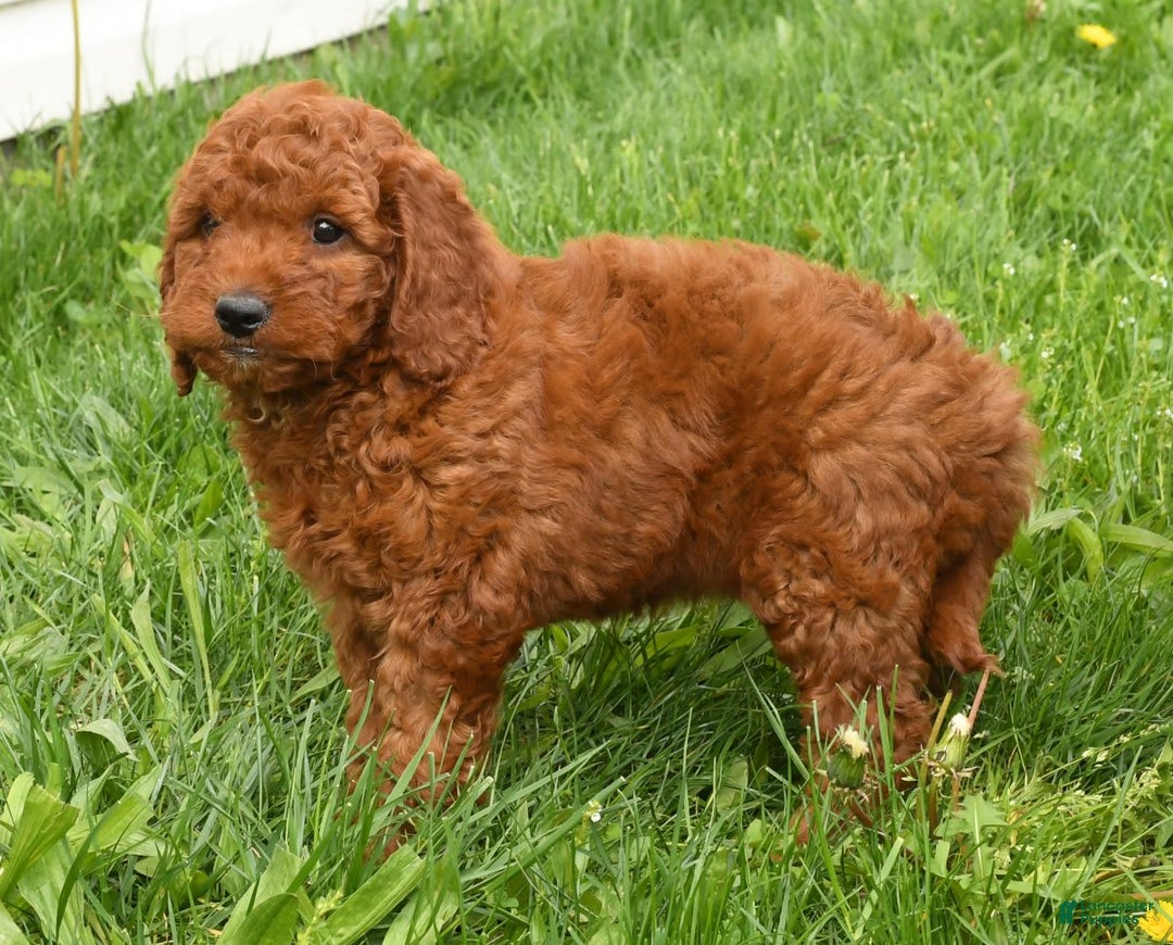 Mini Goldendoodle dogs for sale: Nala - Image 11