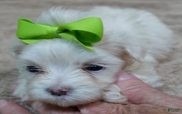 Maltese dogs for sale: Titan - Image 6
