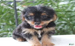 Yorkshire Terrier dogs for sale: Reese - Image 1