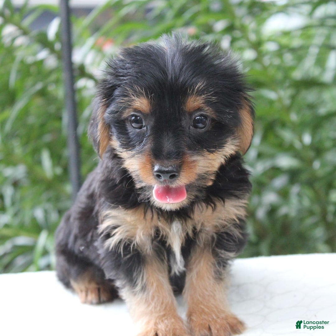 Yorkshire Terrier dogs for sale: Reese - Image 1