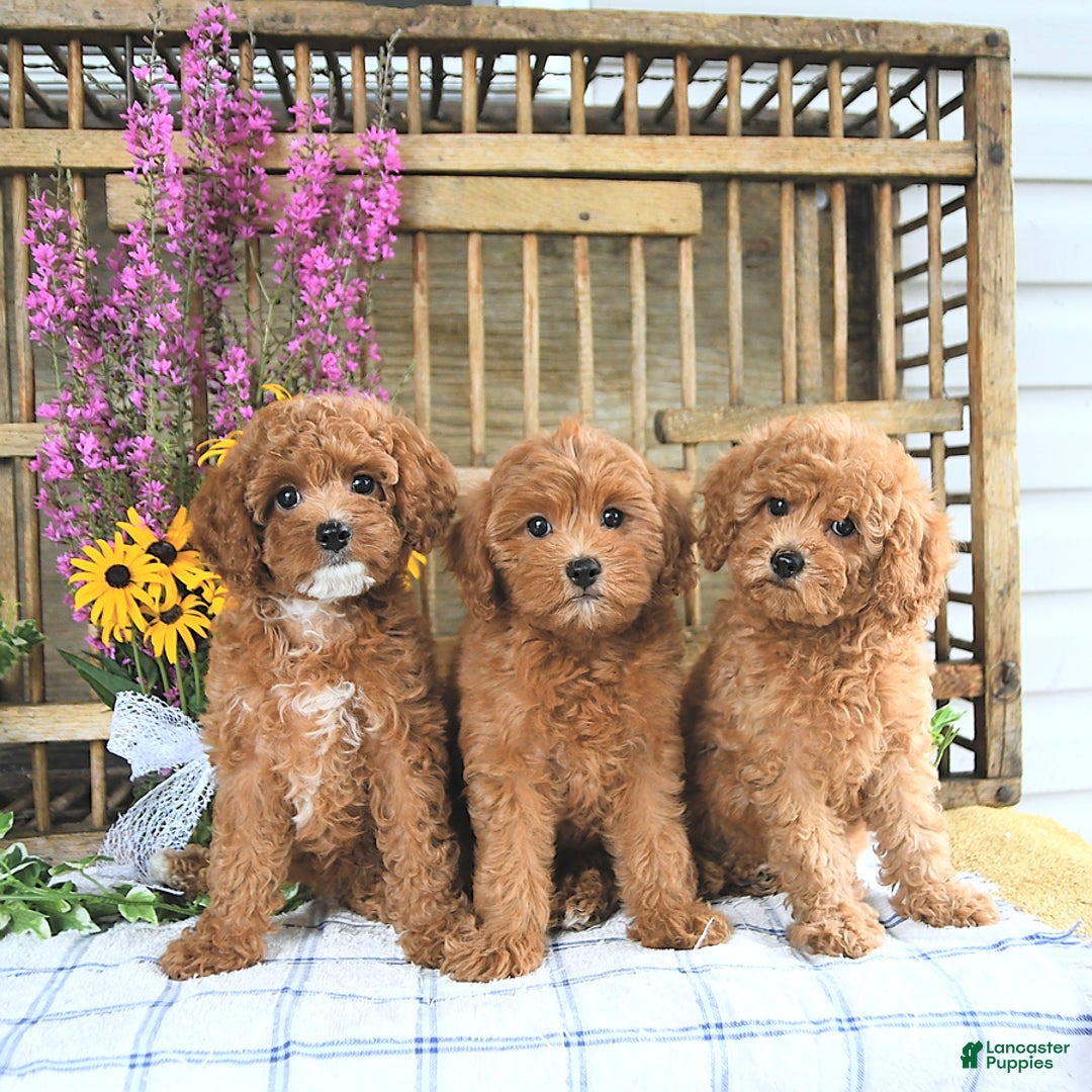 Cavapoo dogs for sale: Finnley - Image 3
