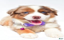 Miniature Australian Shepherd dogs for sale: Jane - Image 2