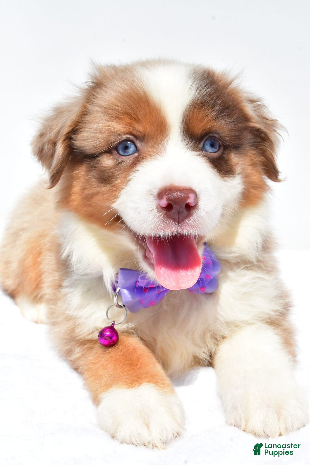 Miniature Australian Shepherd dogs for sale: Jane - Image 2
