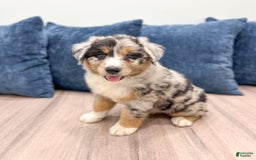 Australian Shepherd dogs for sale: Dakota - Image 5
