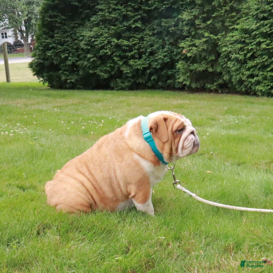 English Bulldog dogs for sale: Wiggles - Image 9