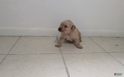Golden Retriever dogs for sale: Leo - Image 2