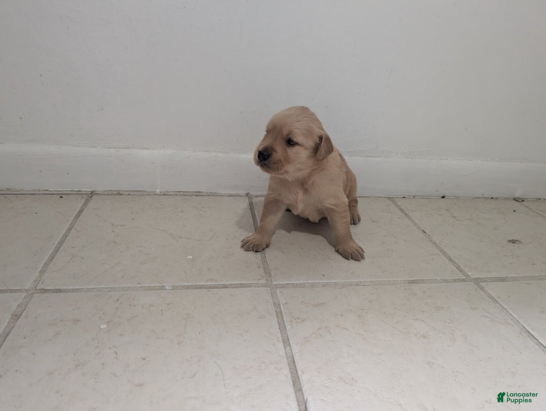 Golden Retriever dogs for sale: Leo - Image 2