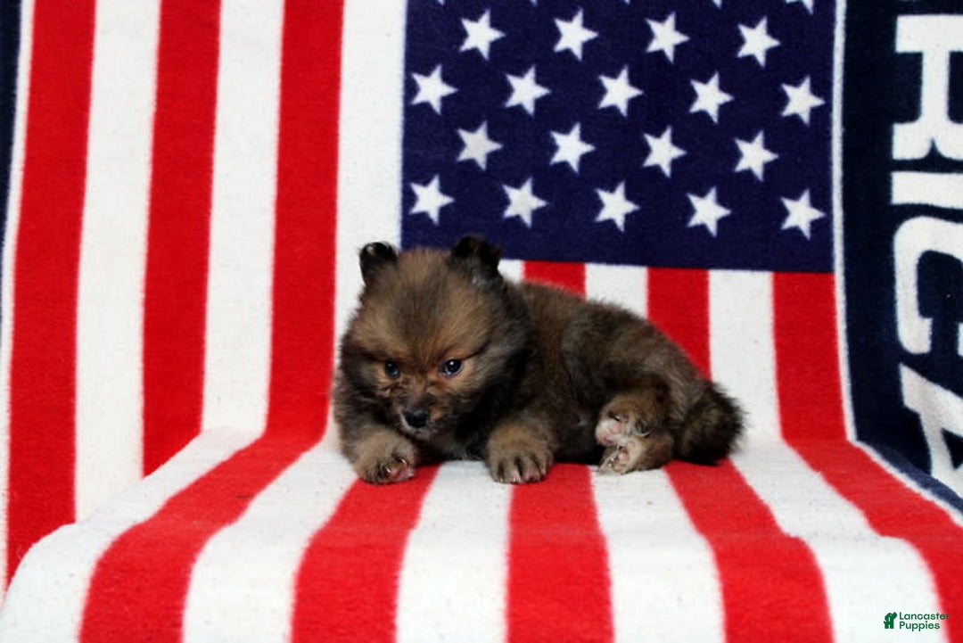 Pomeranian dogs for sale: Sequioa - Image 4