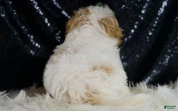 Maltipoo dogs for sale: Aladdin - Image 3