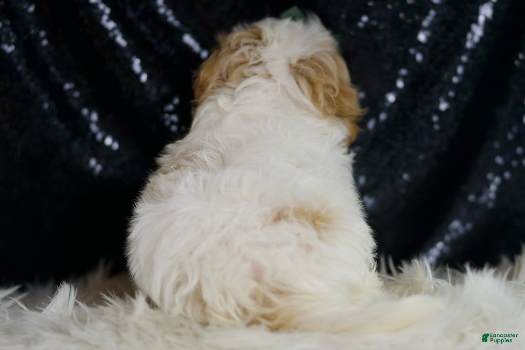 Maltipoo dogs for sale: Aladdin - Image 3