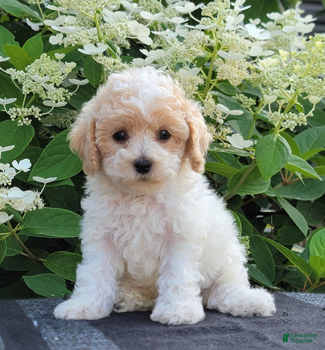 Bichpoo dogs for sale: Jimmy - Image 2