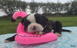 American Bulldog dogs for sale: Matilda - Image 6