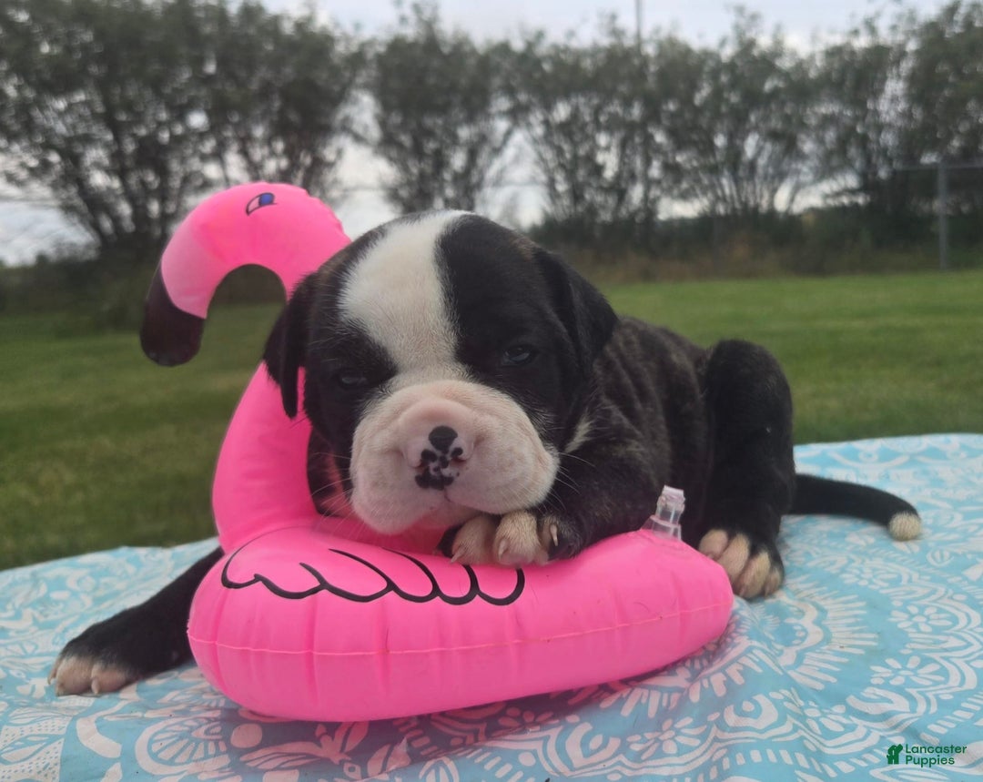 American Bulldog dogs for sale: Matilda - Image 6